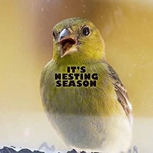 it's nesting season (Single)