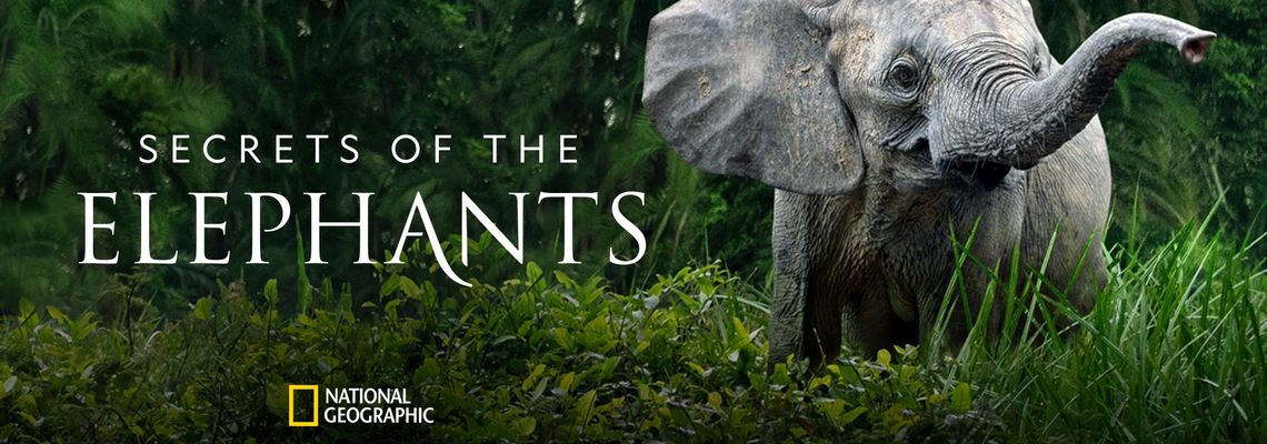Cover Les secrets des éléphants