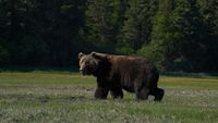 L'ours brun