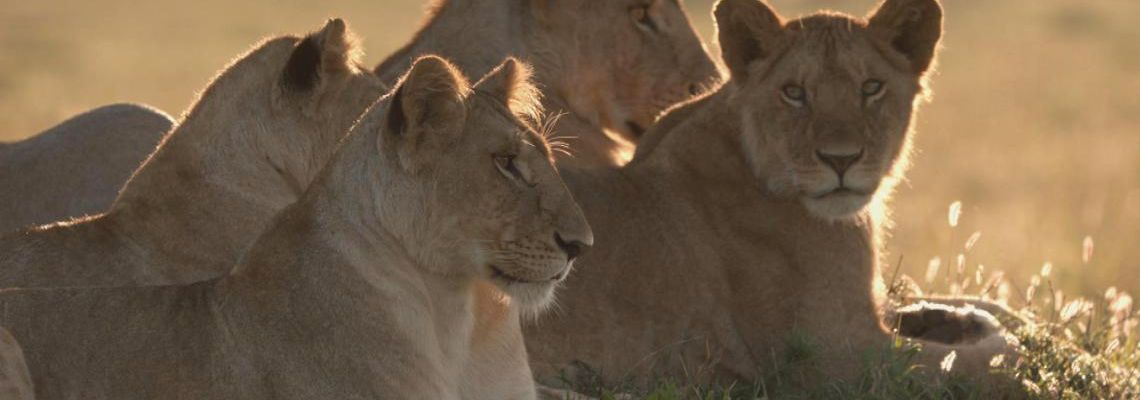 Cover Le Règne des lions du Masaï Mara