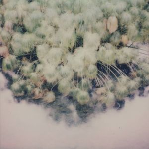 memory blossom (EP)