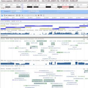 Chromosome 2