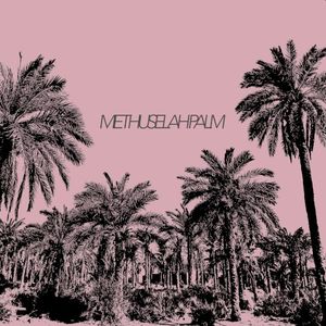Methuselah Palm (Single)