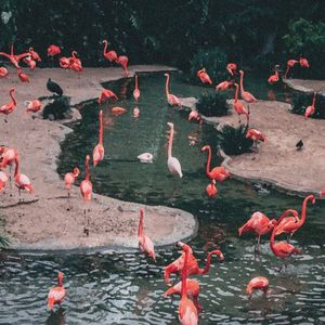 Flamingo (Single)