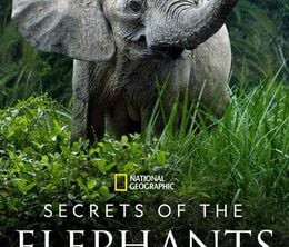 image-https://media.senscritique.com/media/000021508762/0/les_secrets_des_elephants.jpg