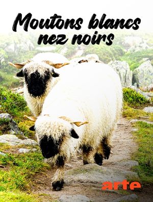 Moutons blancs, nez noirs - Les chouchous du Valais