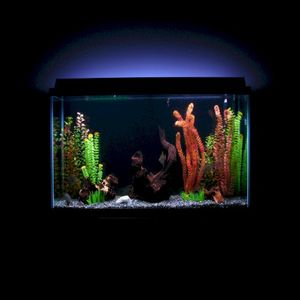 Fish Tank Soothing Water Sounds for Sleep (Single)