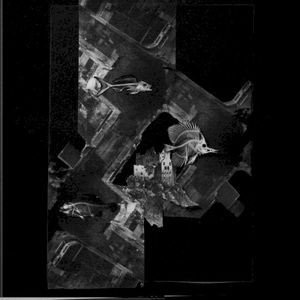 N1nho (Single)