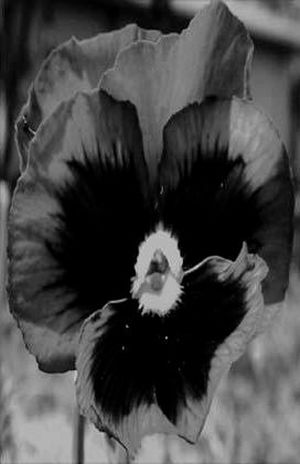 Black Flower