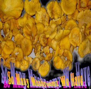 So Many Mushroomz We Have!!! (Single)