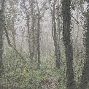 El Bosque de la Niebla (EP)