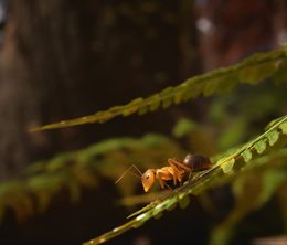 image-https://media.senscritique.com/media/000021644348/0/les_fourmis.jpg