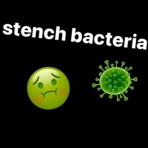 stench bacteria (Single)