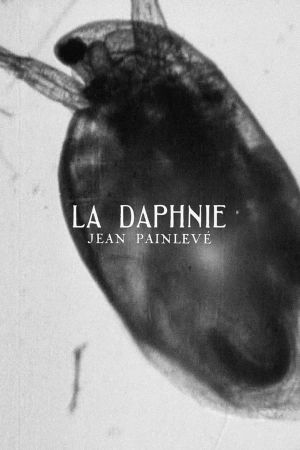 La Daphnie