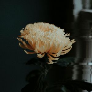 Nightflower (Single)