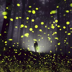 Fireflies