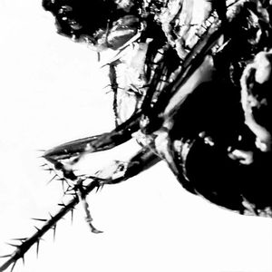 Roach Hiss (Single)