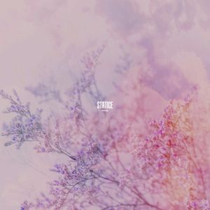 Statice (Single)