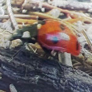 Ladybug November (Single)