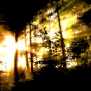 Forest Pt. 1: Sunlight