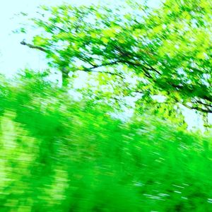 Forest (Single)