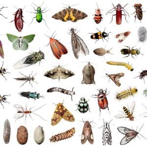 Insects (Single)