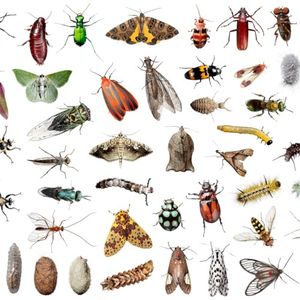 Insects