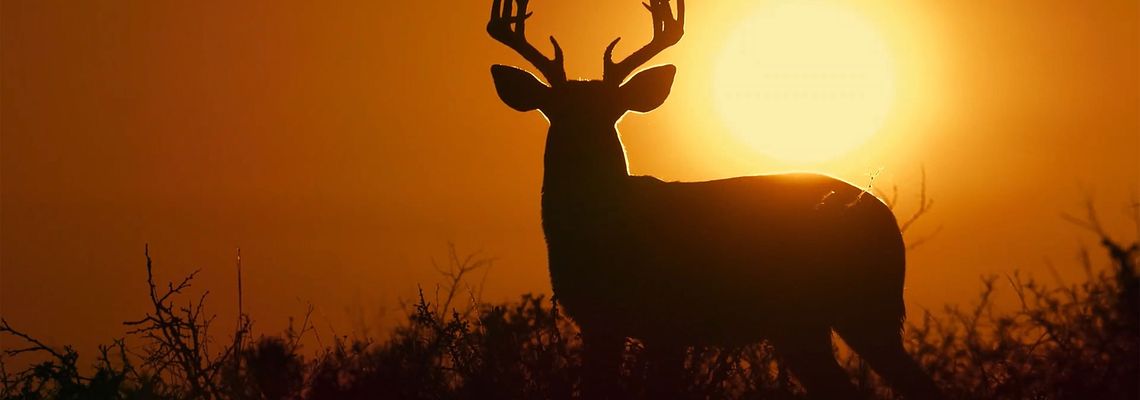 Cover Deep in the Heart : A Texas Wildlife Story