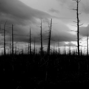 Dead Forest