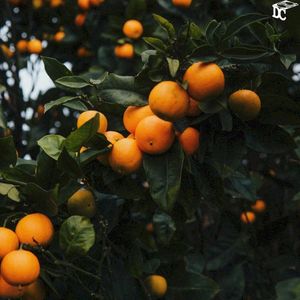 Marmalade (Single)