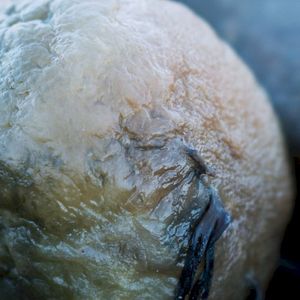 White Rot Piano EP (EP)