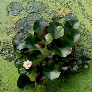 Waterlilies (Single)