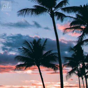 Palm Trees in Paradise
