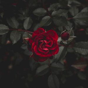 Faded Are the Roses (Single)