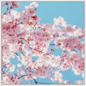 Cherry Blossom (Single)