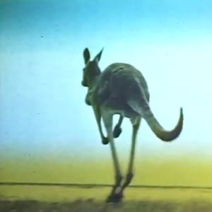 ｋａｎｇａｒｏｏ１