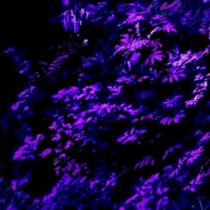 Dysorder Mix Series 017: Code Lavender