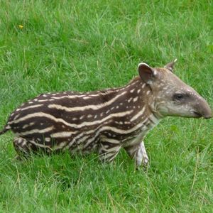 Dysorder Mix Series 006: Tapir