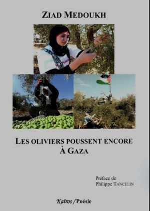 Les oliviers poussent encore à Gaza