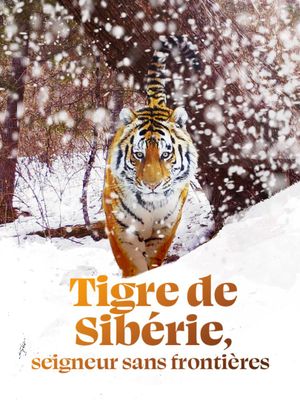 Tigre de Sibérie, seigneur sans frontières