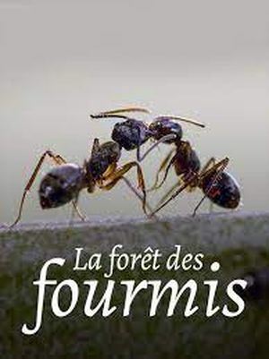 La forêt des fourmis