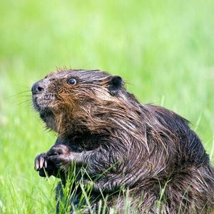 Song About a Beaver (Single)