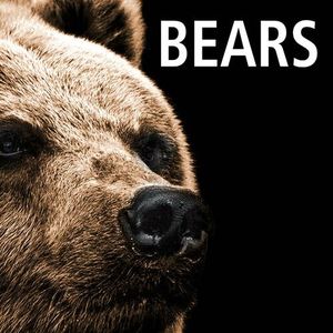 Song About Bears (Single)