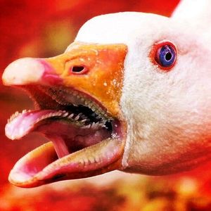 Untitled Goose Song (Single)