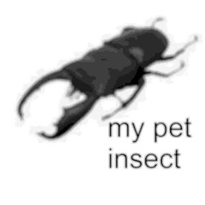 my pet insect
