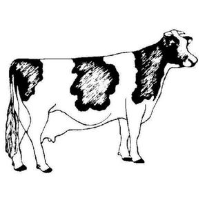 Cow (Single)