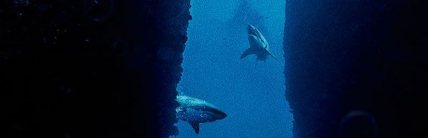 Submersed