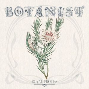 Royal Protea (Single)
