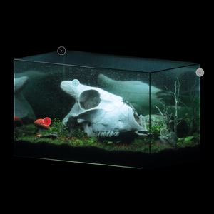 Freshwater Aquarium System