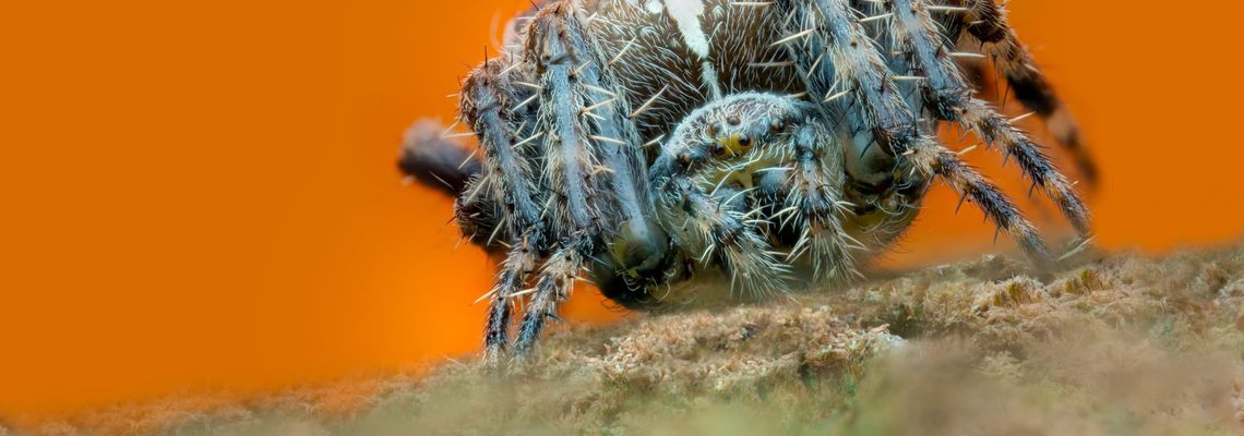 Cover 1001 vraies pattes